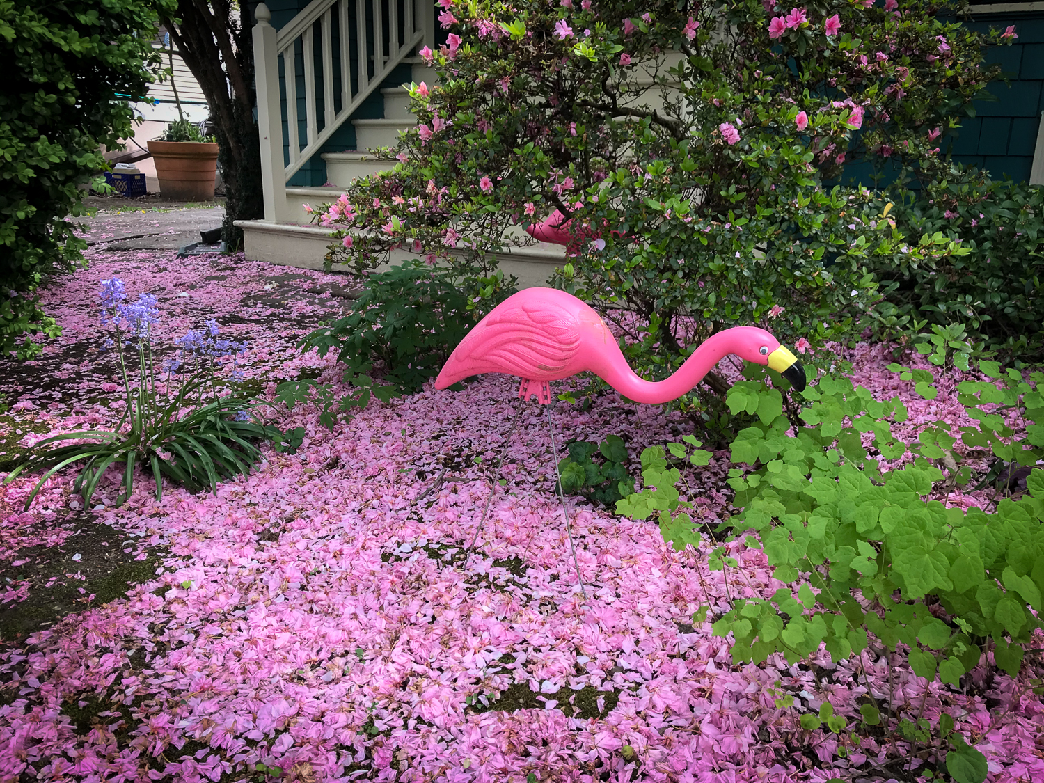 Pink Flamingo in Spring
