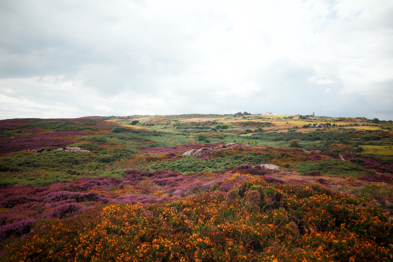 Heathland