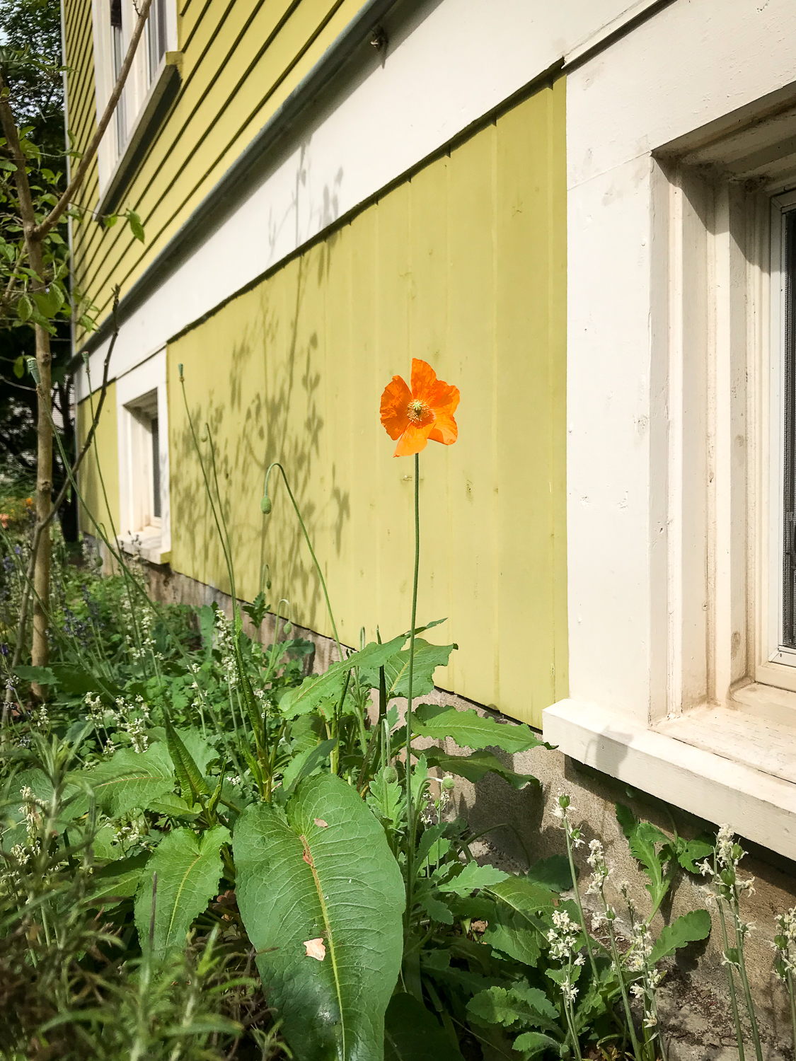 Orange Flower