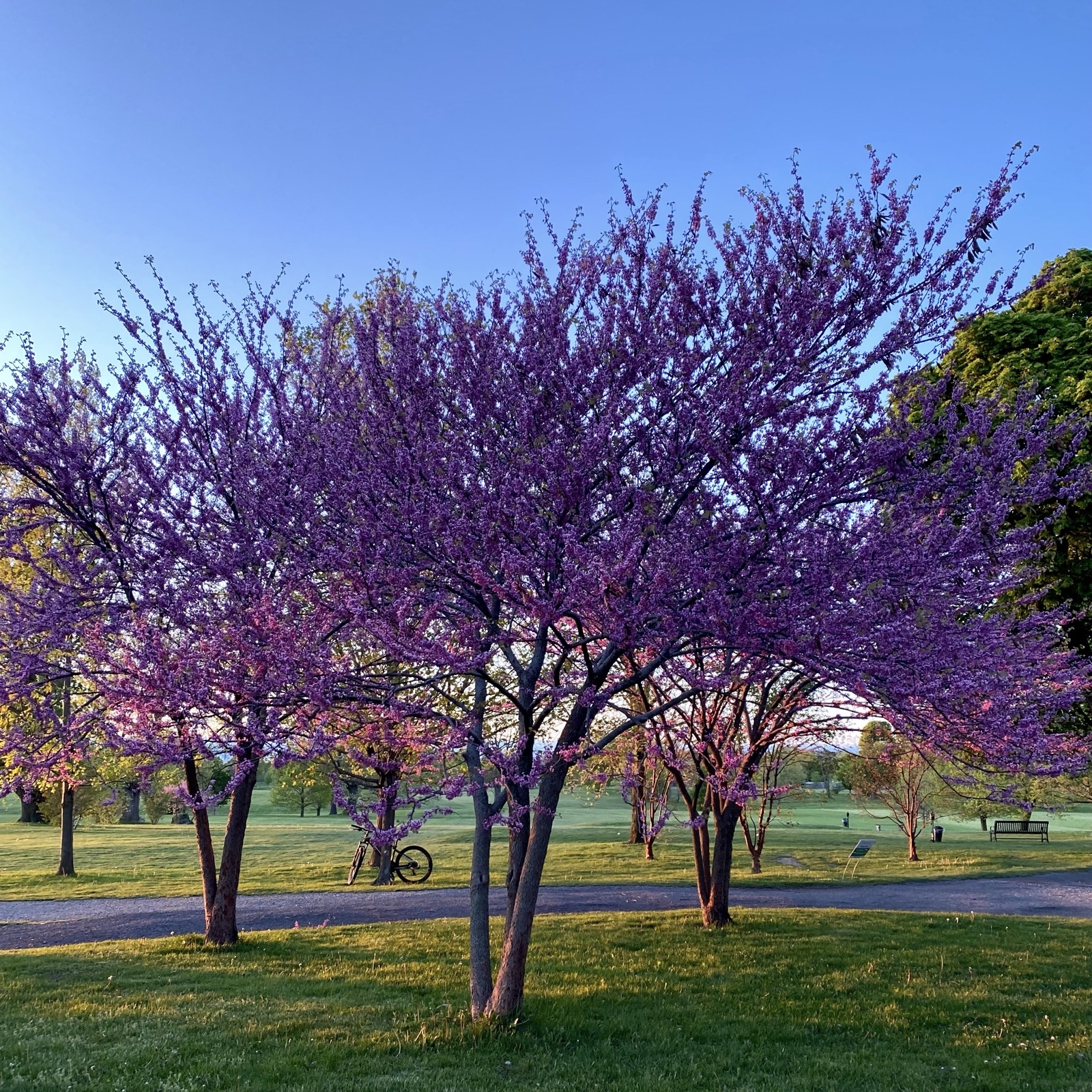 Redbud