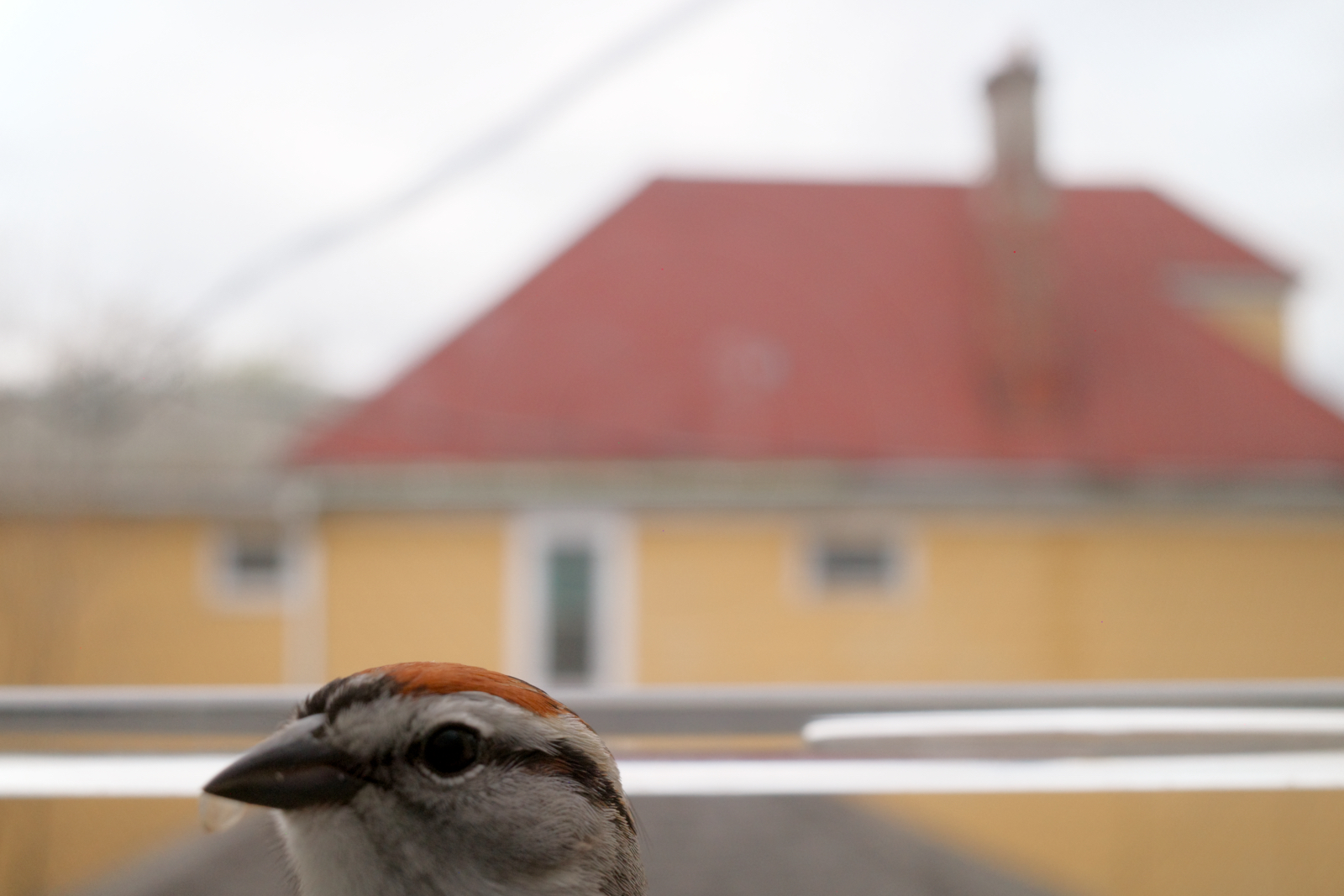 Sparrow