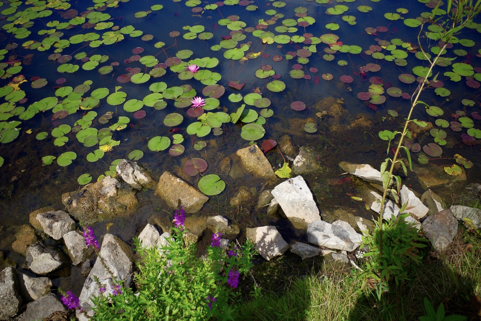 Water lilies