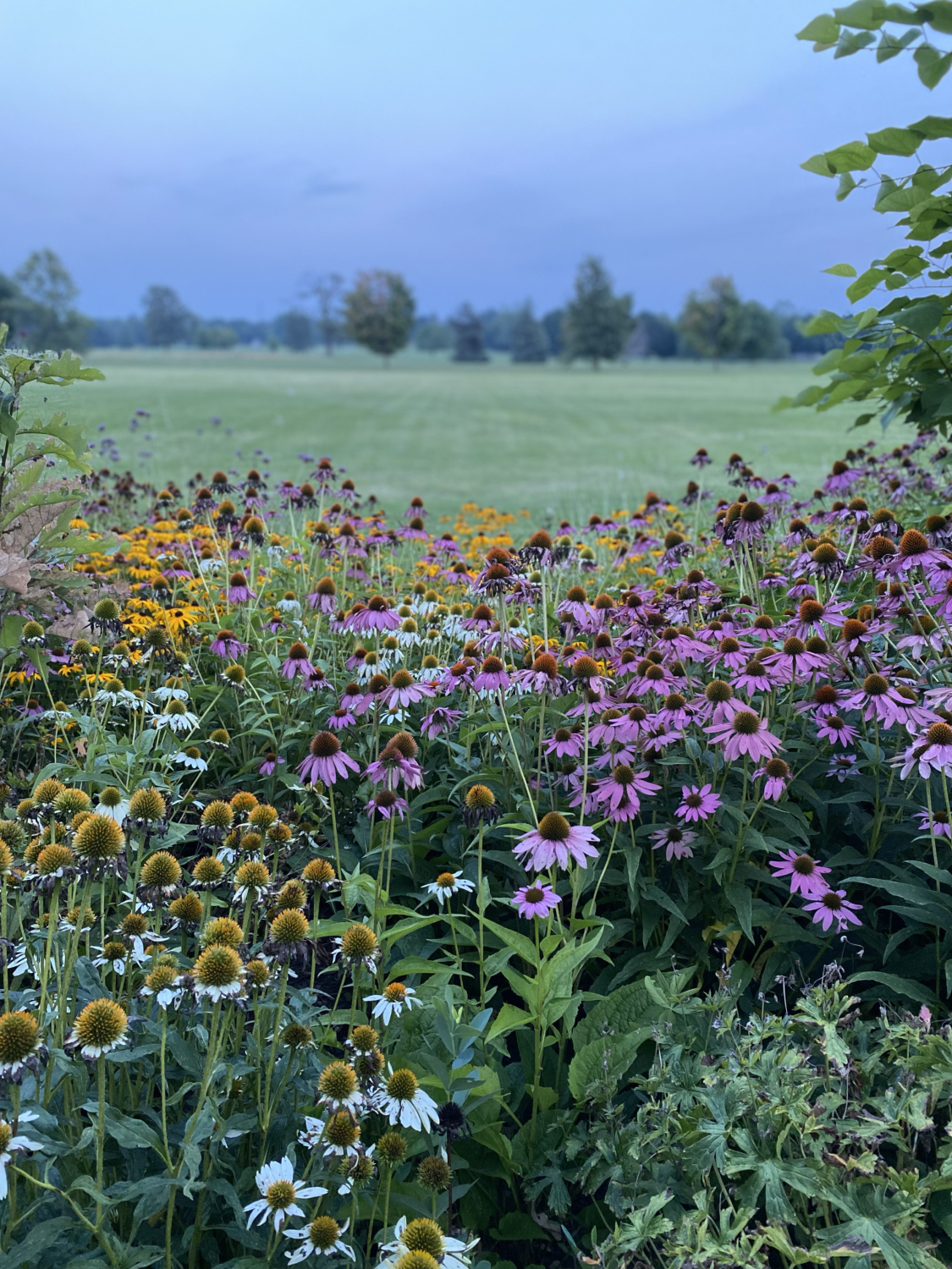 Wildflowers